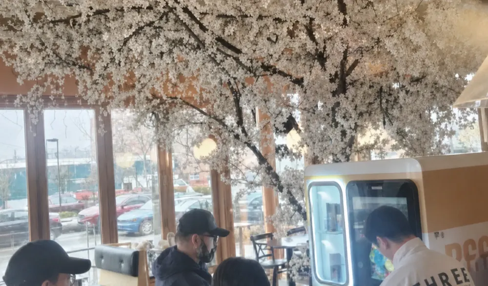 해외 벚꽃 축제 운영